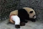 大熊貓被脫褲子
