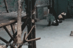 熊貓遭粗魯對待