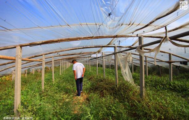 土豪金西瓜賺60萬