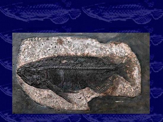最完整金龍魚化石