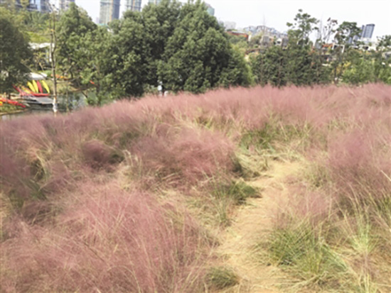 成都網(wǎng)紅粉黛遭殃