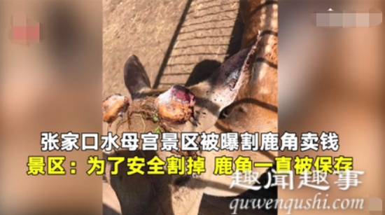 曝景區割鹿角賣錢