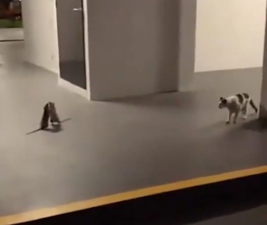 兩只老鼠站立互毆一旁貓咪被嚇傻