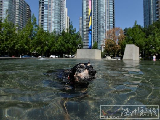 加拿大歷史性熱浪下超130人死亡