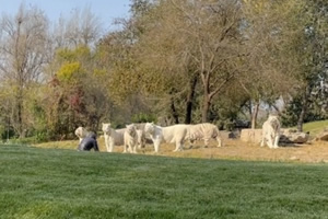 野生動物園一游客擅自下車沖向虎群 作死呢