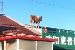 內(nèi)蒙古一頭牛跳上房頂奔跑 誰(shuí)口氣這么大？