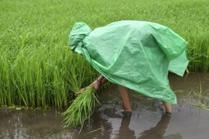 高溫和戰(zhàn)爭以及出口禁令導致全球糧食威脅正在加劇