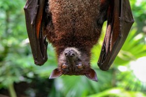 云南蝙蝠體內發現2