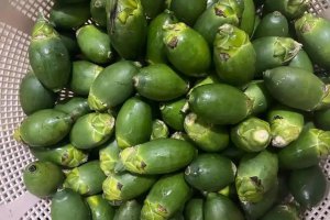 與砒霜同級的致癌物檳榔有1億國人在嚼