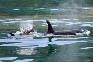 阿根廷沙灘26頭虎鯨神