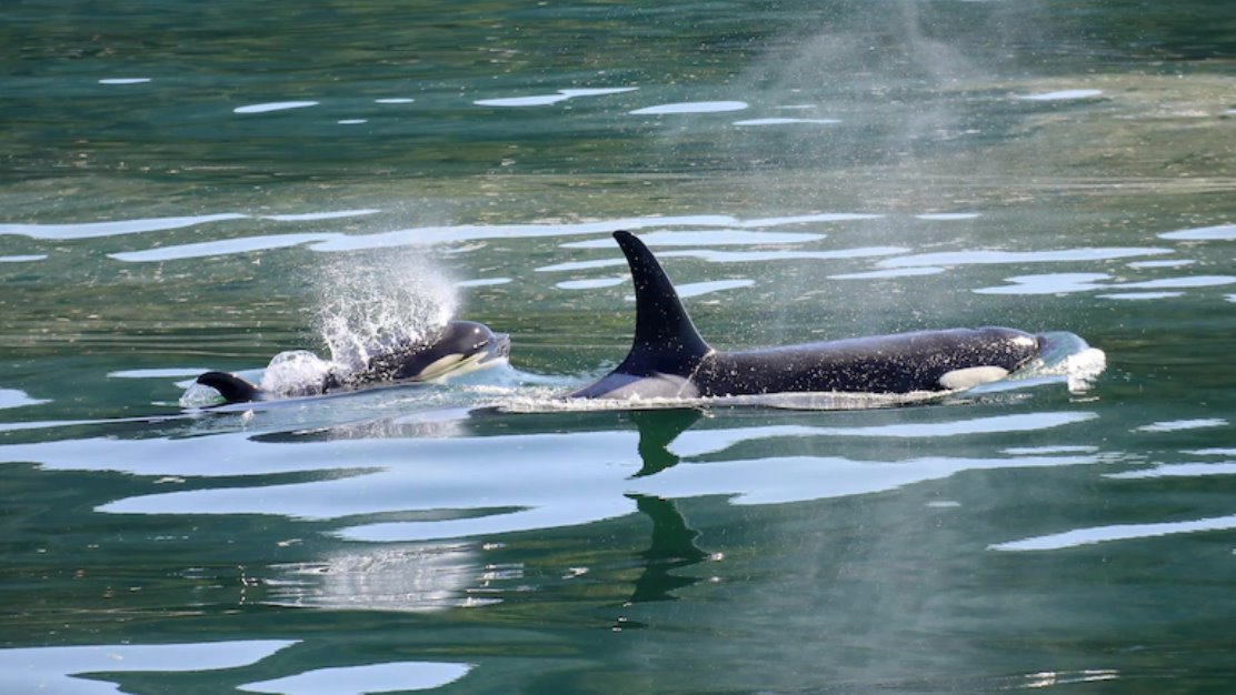目前,虎鯨大規模擱淺事件正在調查中。