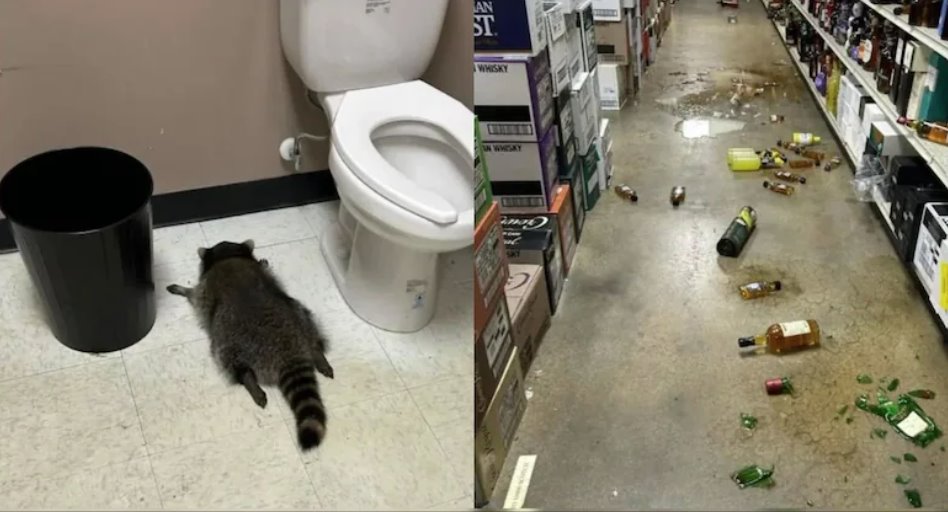 美國(guó)一只浣熊闖入一家酒類商店，再次引發(fā)混亂。